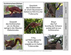 Leporello-Eichhörnchen-Elfchen.pdf